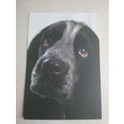 Карманный календарик. Собака . 1995 год