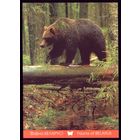 2016 год Бурый медведь