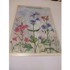 Открытка 1987г. Чистая. Художник И. Канканян.