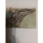 Гравюра Экслибрис Guseva