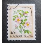 Марка Венгрия 1973 Цветы