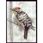 2022 год Малый дятел