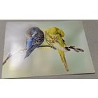 Посткроссинг. Открытка из Германии: волнистые попугайчики (11х16).  Прошла почту. Художественные марки, чёткий штемпель.