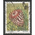 ЮАР. Протея королевская. 1977г. Mi#521.