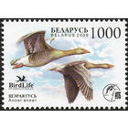 Птица года. Серый гусь Беларусь 2009 год (788) серия из 1 марки