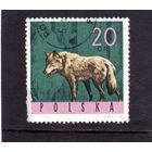 Польша.Ми-1635.Волк (Canis lupus) Серия: Животные.1965.