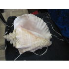 Раковина морская 23х18х12 см.