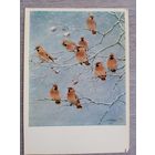 Комаров. Свиристели