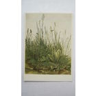 Дюрер. Большой кусок дерна. Издание Германии