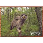 Беларусь 2009 Беловежская пуща фауна птицы из буклета /прошла почту /