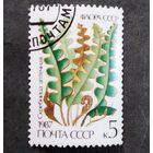 Марка СССР 1987 год Папоротник