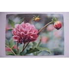 Зиверт Л., Георгин; 1964, подписана.