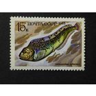 1983 СССР. Рыбы. 	Пятнистая зубатка