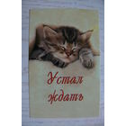 Календарик, 2006, Устал ждать. Котёнок, кошки.