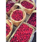 Беларусь 2023 открытка Природа дарит ягоды