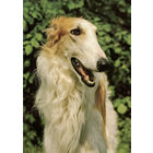 Почтовая открытка "Русская псовая борзая"