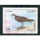 Алжир. Фауна. Скопа, хищная птица
