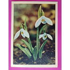 Подснежник белый. Чистая. 1965 года. Гайлитис. 2341.