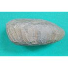 Цепочный коралл (Halysites) - вымерший род палеозойских табулятных кораллов, существовавший около 400-412 миллионов лет назад