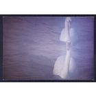 Франция открытка фауна птицы лебеди