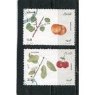 Алжир. Фруктовые деревья. Абрикос, вишня