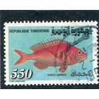 Тунис. Фауна. Рыбы