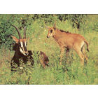 Почтовая открытка "Черные антилопы"