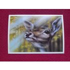 Оленуха. Исаков 1989 г. Чистая.