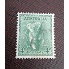 Марка. Австралия. Коала. 1956 г.