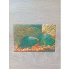 Календарик 1992