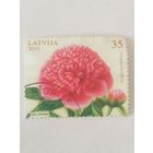 Цветы - Пионы