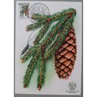 Картмаксимум "Ель обыкновенная". Дикая природа Беларуси.