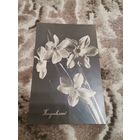 Открытка Поздравляю 1971