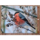 Беларусь 2012 снегирь