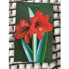 Открытка цветы