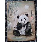 Панда СГ "Фауна Медведи" 2024