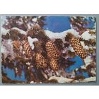 З Новым роком! Шишки. Открытка, подписана, 1980г.