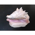 Ракушка океанская