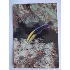 Календарик 1993 г. Рыба.