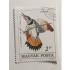 Венгрия 1985.  Птицы - 200-летие со дня рождения Джона Джеймса Одубона, 1785-1851