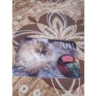 Календарик,коты,украина,2011