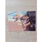 Календарик 1993