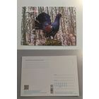 Открытка Беларусь. Глухарь. 2022 год