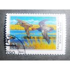 Марка СССР 1990 год Утки