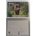 Открытка Беларусь. Кабан. 2022 год