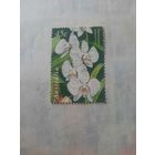 Австралия. Флора. Цветы. Белая орхидея