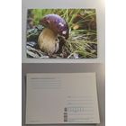 Открытка Беларусь. Гриб. 2023 год