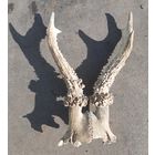 Рожки парные малые , рога косули  для интерьера или творчества.