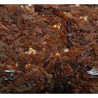 Шеллак времен СССР  , цена за 100 грамм