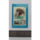 Календарик 1990 год. "Морж. Марка. Спецгашение". Союз филателистов СССР.
